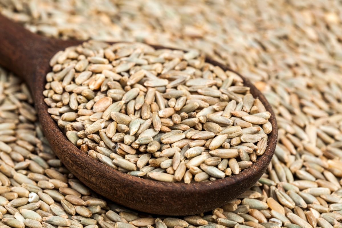 What Is Rye